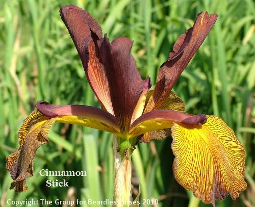 Cinnamon Stick (3)